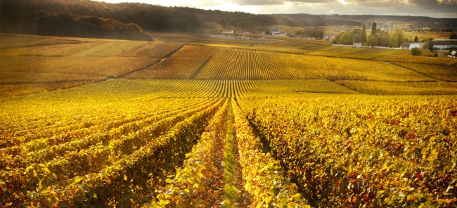 eChampagne -  eChampagne -