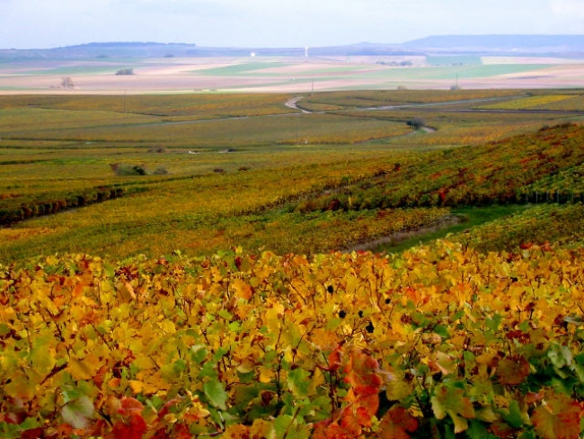 eChampagne - Coteau sud eChampagne - Coteau sud